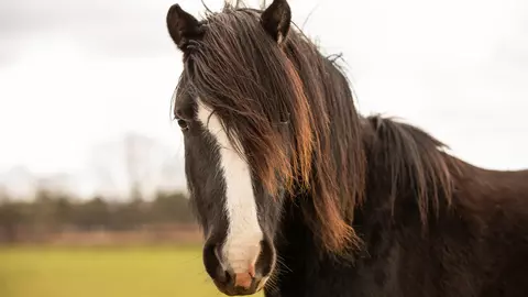 A dark bay pony with a white blaze. They are standing in a field, looking at the camera. Their ears are pricked forward.